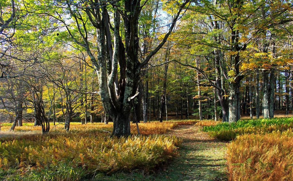 Canaan Valley Resort State Park Davis Exteriér fotografie