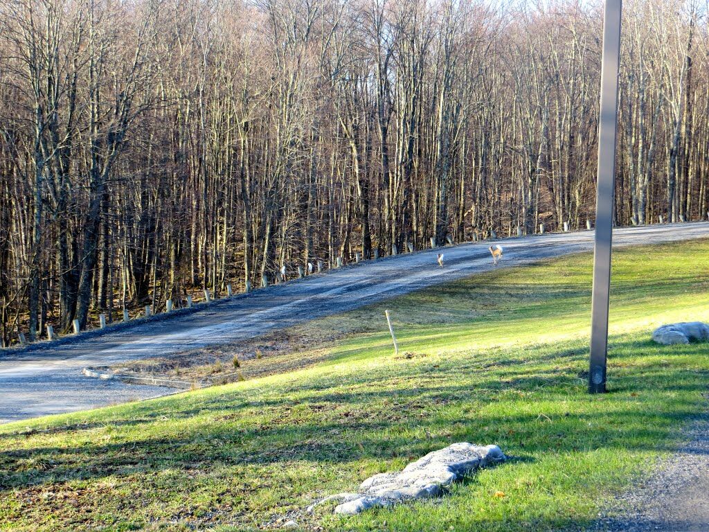 Canaan Valley Resort State Park Davis Exteriér fotografie
